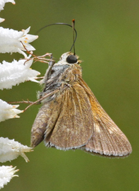 Crossline Skipper